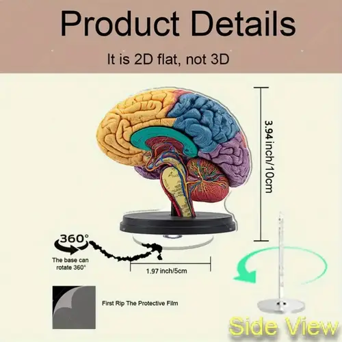 Neck Rope Graduation human brain model sold on Temu Australia