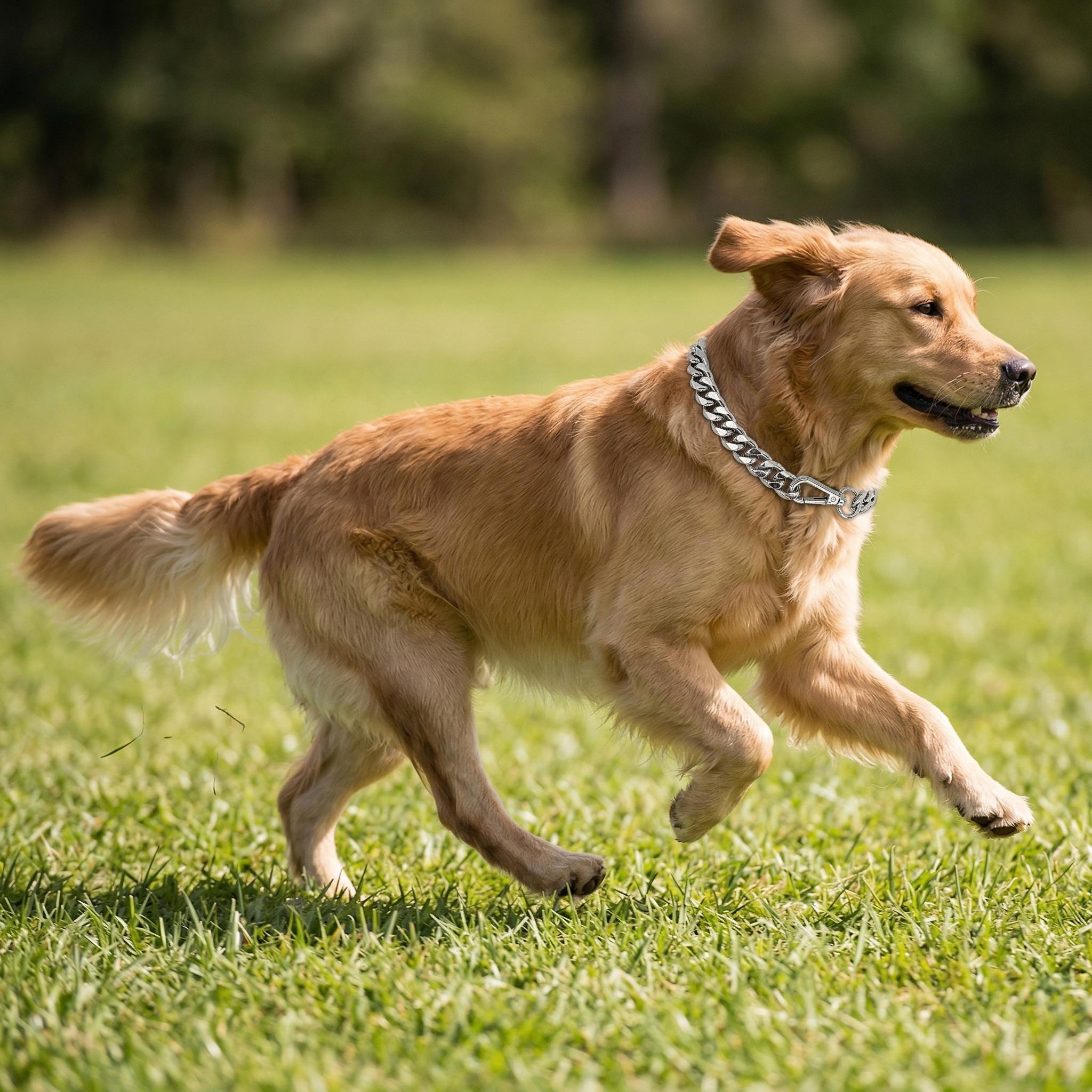 Punk Style Alloy O-Chain Dog Collar for Pets