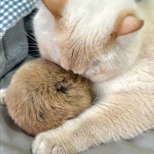 rabbit ball cat toy soft fluffy rabbit ball designed for cats suitable as a fluffy toy ball designed to interactive cat games suitable for indoor exercise and emotional communication suitable for birthday holiday gifts without battery