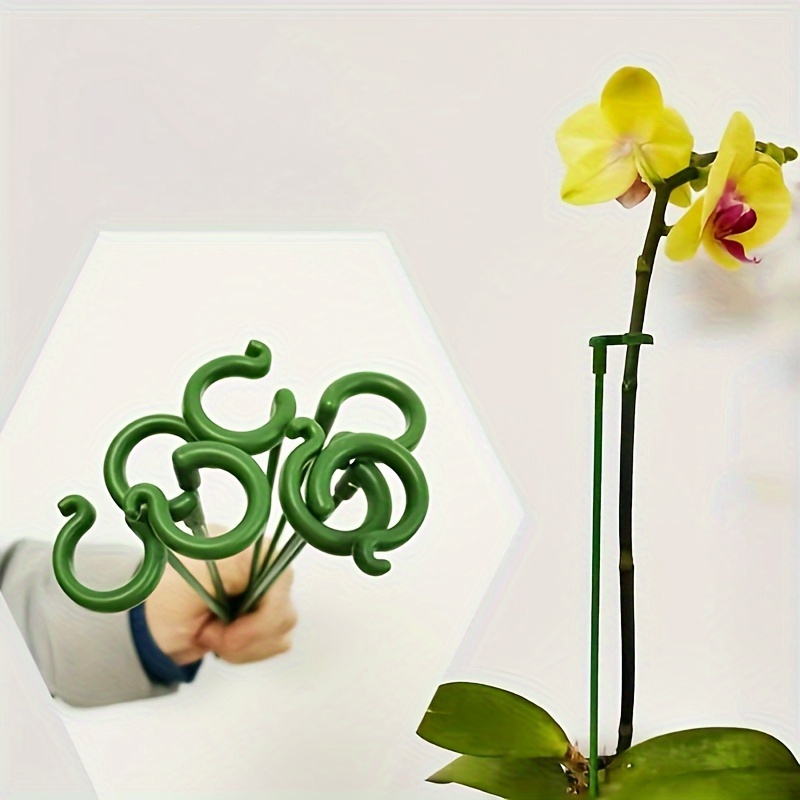 coffee grounds dieffenbachia plant Dieffenbachia Sterling Dumb Cane White Veins main image 1