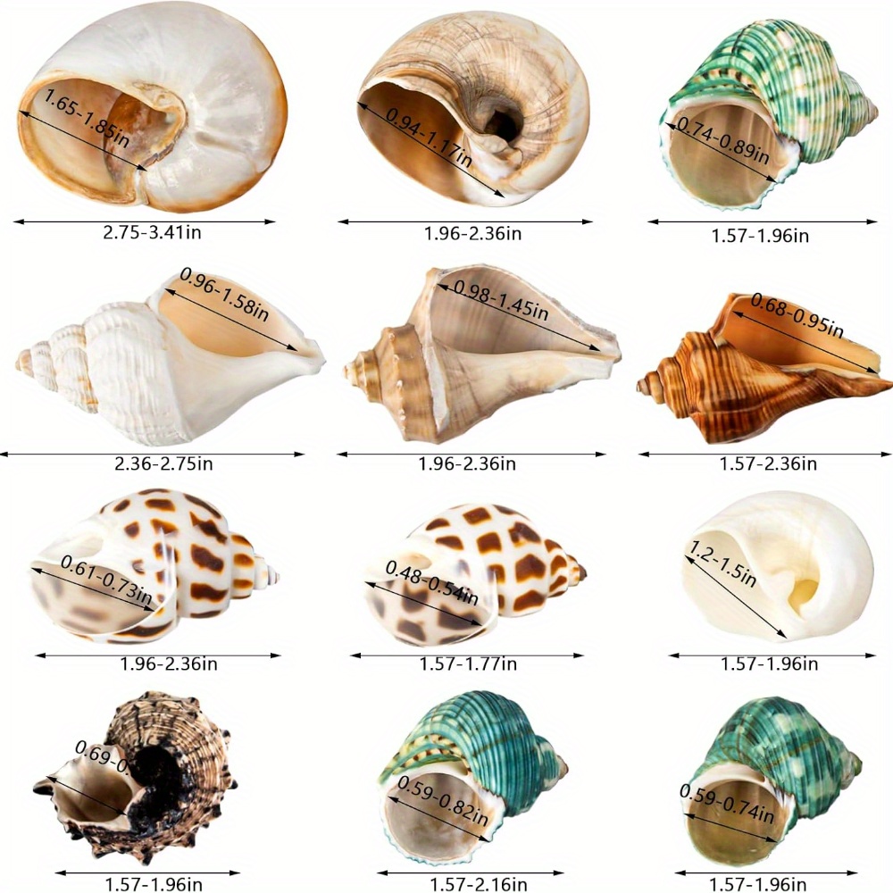 TEMU 12pcs Hermit Crab Conch Shells, Aquarium Landscaping Ornaments, Aquarium Decoration Kit, Mixed Color Beach Shell Ornaments, Suitable For Aquarium Landscaping