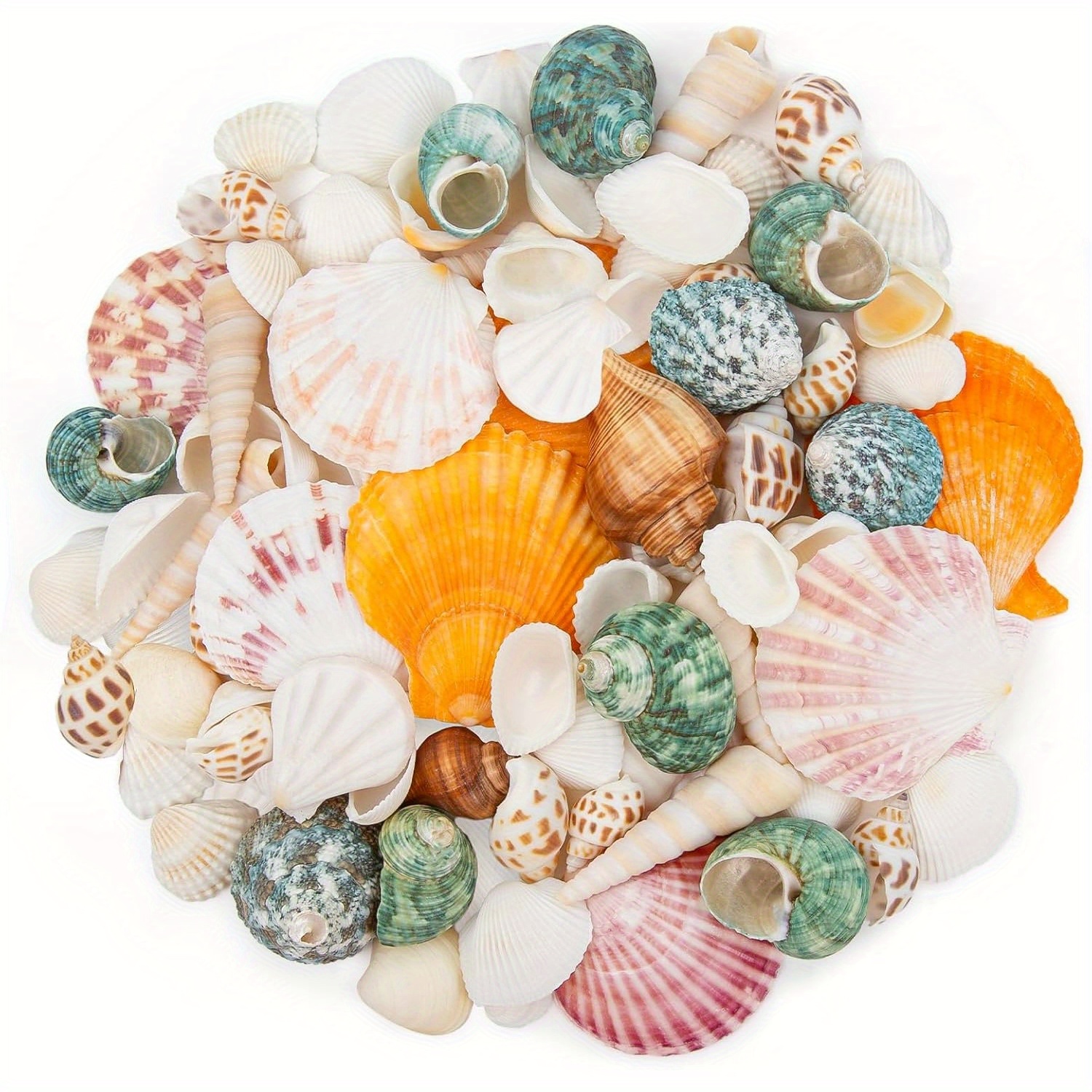 Sea Shells For Crafts - About Beach Natural Mixed Seashells (0.4"-2") With Conch Shells | Fish Tank Decorations, Beach Party Supplies, Vase Fillers, Ocean Theme Home Wedding Decor