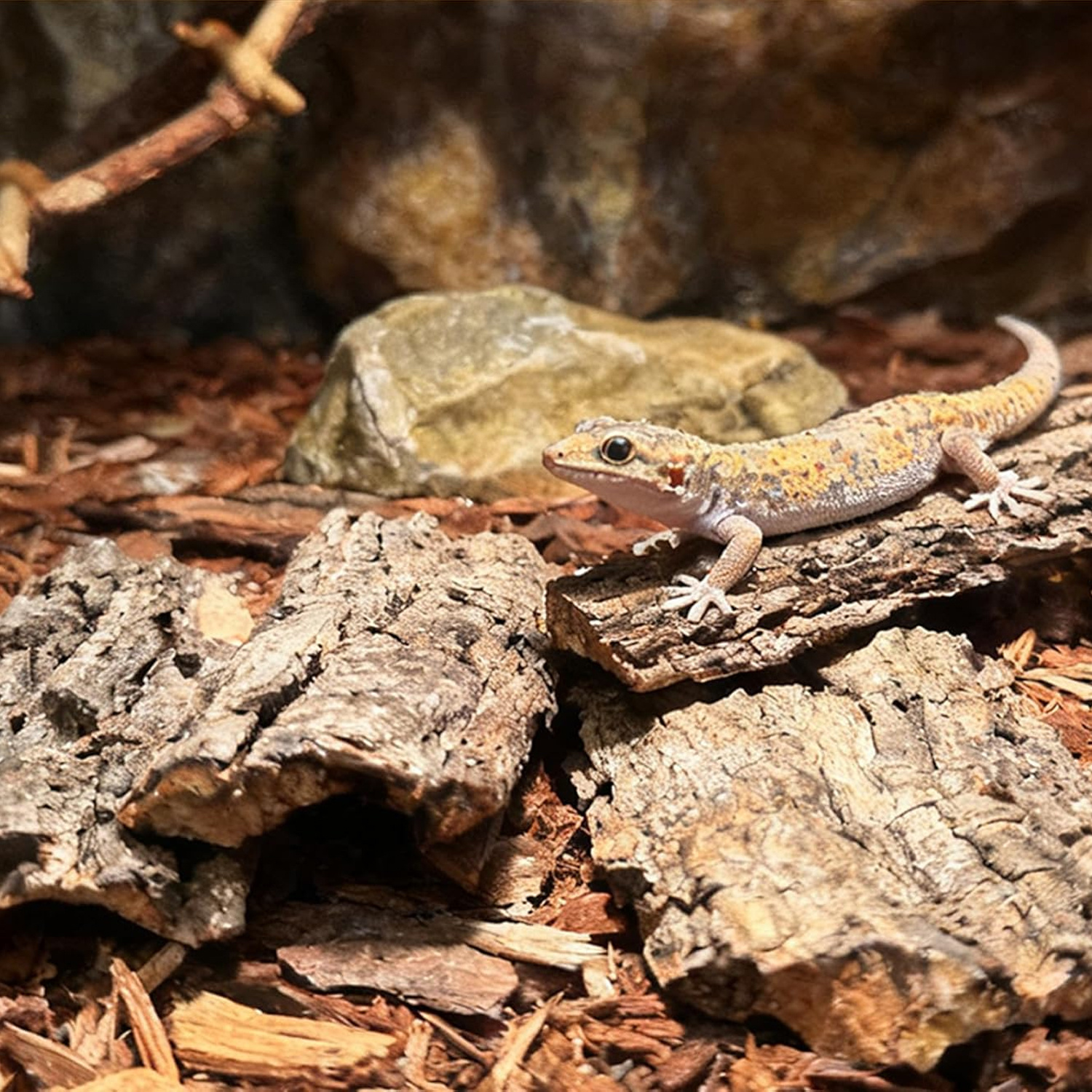 Terriccio da corteccia per terrario per rettili, appositamente progettato per rettili, adatto per arrampicarsi negli acquari, ideale per serpenti e lucertole, durevole, adatto per l'uso come elemento decorativo per vetrine, accessorio per habitat di rettili, accessorio per rettili, nascondiglio per