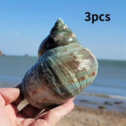 Counch Shell Fish sea shells sold on Temu United States