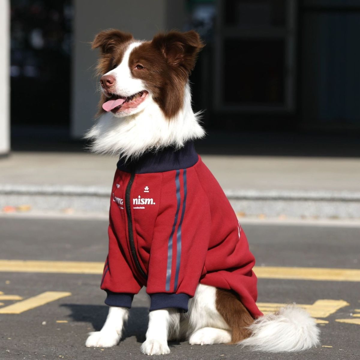 TEMU 【大型犬用】新年 服 秋 冬 フリース 厚手 ゴールデンレトリバー 赤 服 ラブラドール ドイツ産シェパード ミドル・ラージ犬 | ポリエステル、付き、織り生地