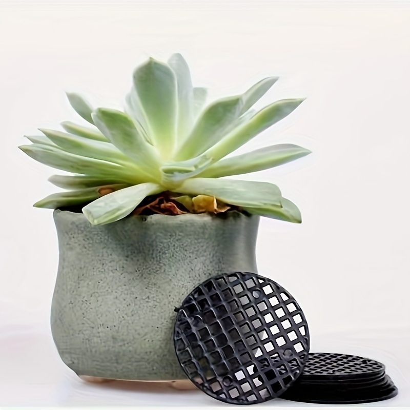 amazon air plants Air Plant Variety Pack (3, Small 1-2
