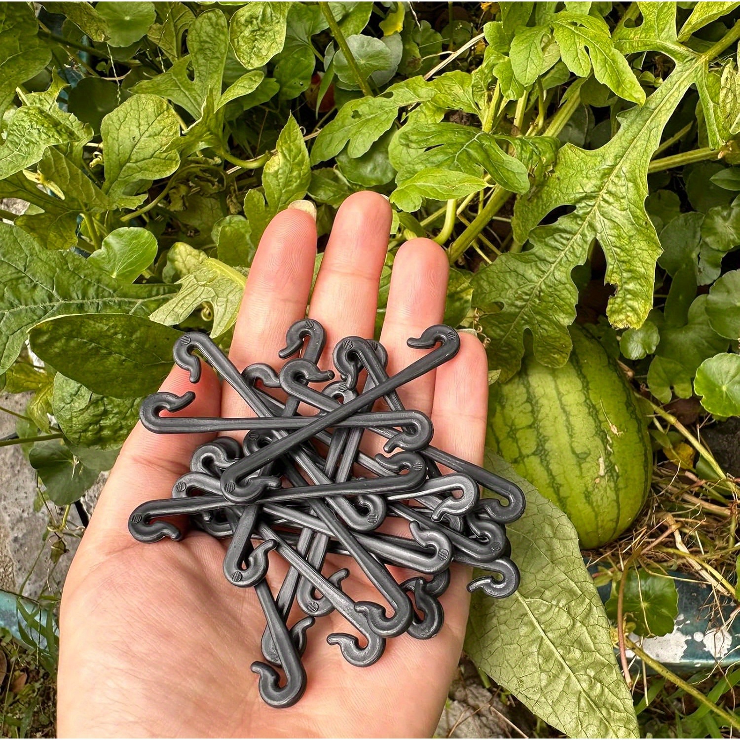100 Stück Durchsichtige Pflanzenclips – Perfekt Für Reben, Gemüse & Blumen Im Garten