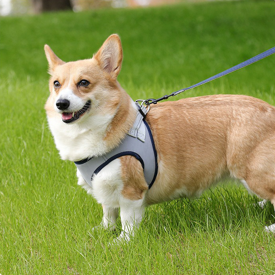 Dog Leash with Chest Strap for Small Dogs, Adjustable Vest Style