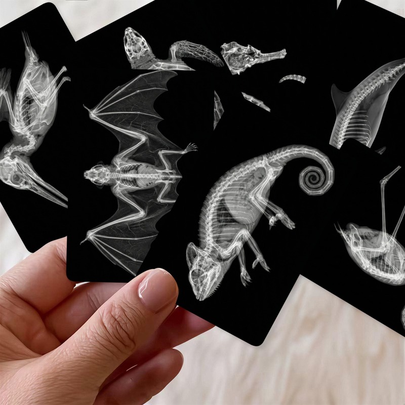 TEMU Set da 36 carte artistiche con scheletri di animali a X, schede con stampa in e , schede con scheletri di animali selvatici per decorazione da