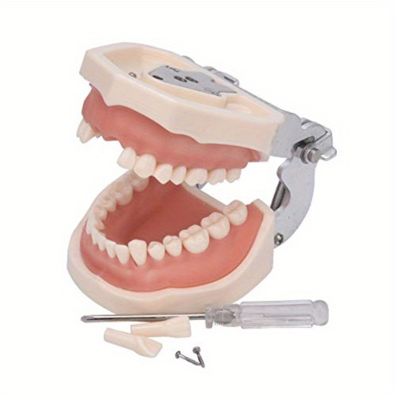 Dental Teaching Study Adult Standard Typodont Demonstration Tooth