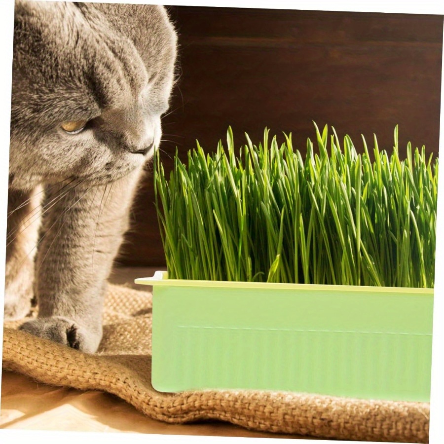 1pc carrot-shaped cat grass basin, soil- seedling basin, nursery