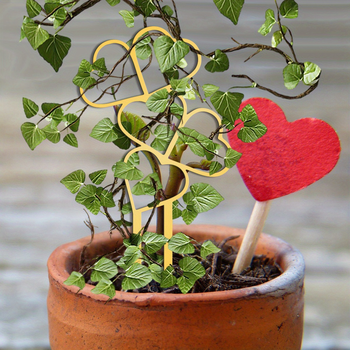 money tree plant for sale Money Tree (Pachira aquatica)