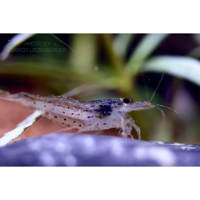 5x Shrimp Suitable For Aquarium - Algae-eating Fish Shrimp For Tanks, Algae, Care Aquatic Garnelen For Aquarium Hobbyists