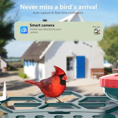 item picture feeder without plug in solar power camera ipx6 on a tree and you birds remotely