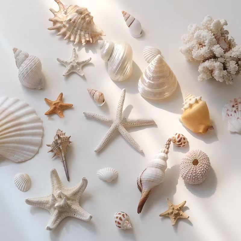 Natural Conch & Seashell Kit Suitable For Diy Aquarium Decor, Jewelry Making, Fish Shells - Ocean-themed With Conch Shells For Crafts, Terrariums, Marine Habitat Decoration