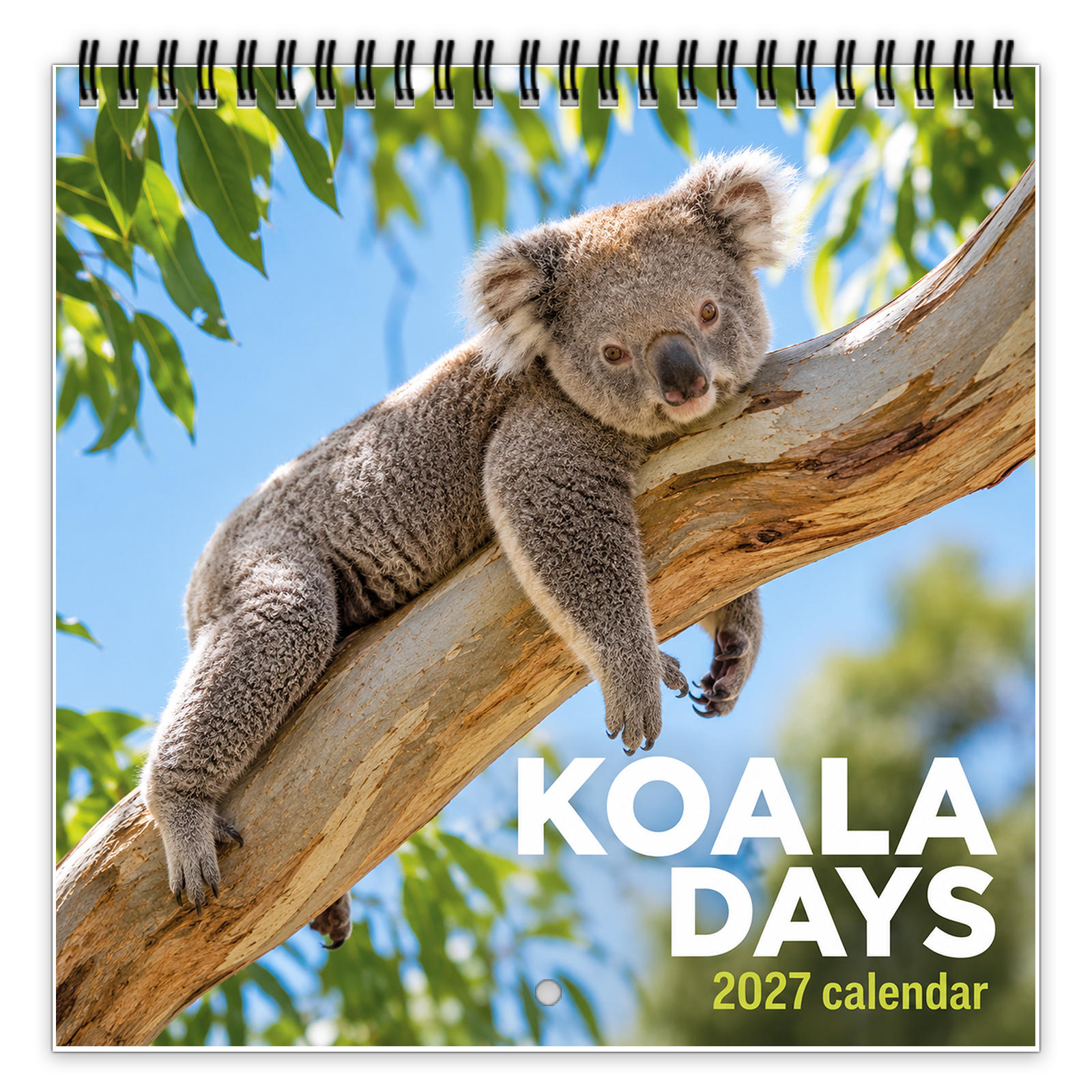 TEMU 1pc 2027 Koala Days Calendar, Cute Australian Wildlife Photography With Baby On Eucalyptus Trees Sleeping Stretching Pictures, Twin Wire Hanging