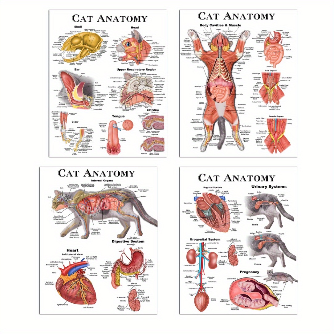 TEMU Frameless 4pcs Cat Anatomy Poster, Veterinary Anatomy, Decorative Calligraphy And Painting, Cat Organ Anatomy Decorative Painting, Size 8x10inch