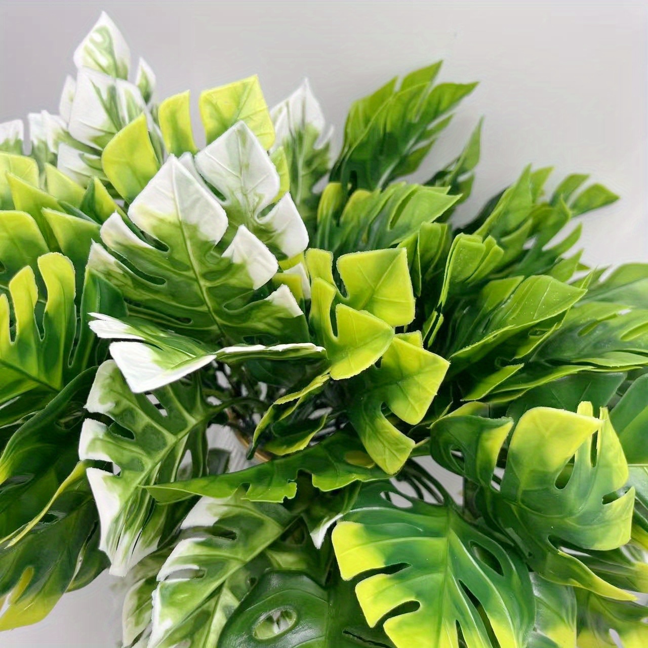 philodendron giganteum variegated Philodendron Blizzard – Plant Vault main image 1
