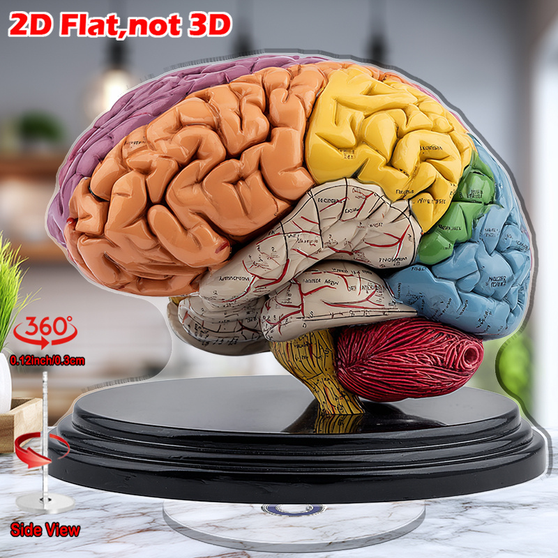 human brain model sold on Temu United States