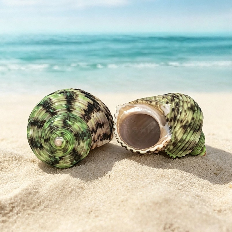 turbo shells sold on Temu United States