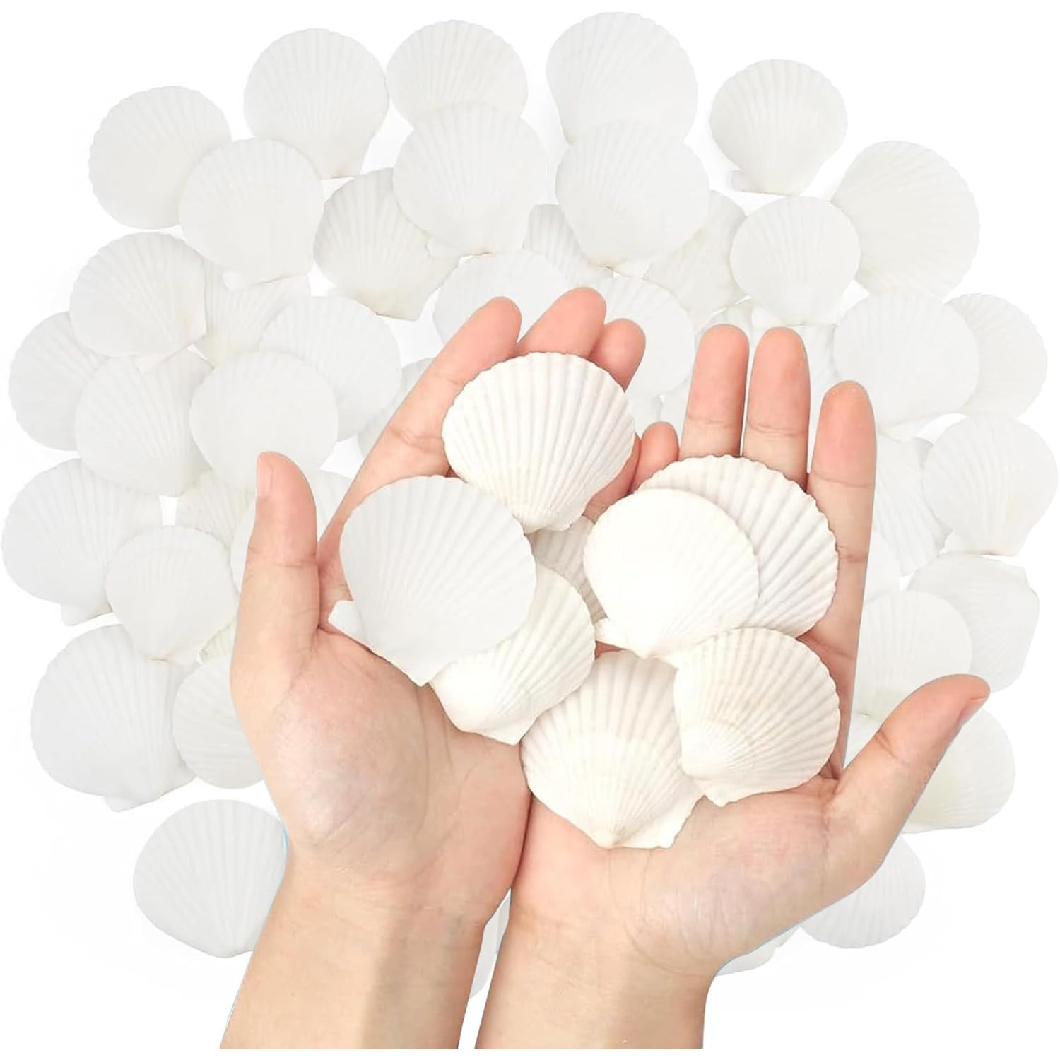 TEMU 32pcs White Scallop Shells, Used For Painting Crafts, Wedding Decorations, Beach-themed Parties, Aquarium Fish Tanks, And Vase Filling