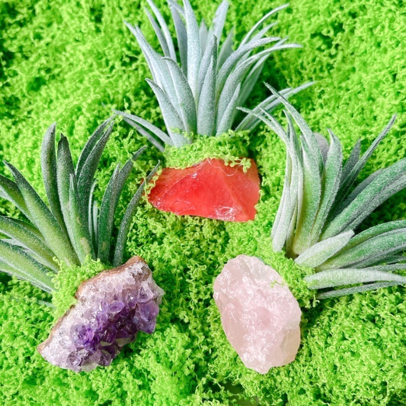 hanging succulent planter Hanging Succulent Wall Diamond