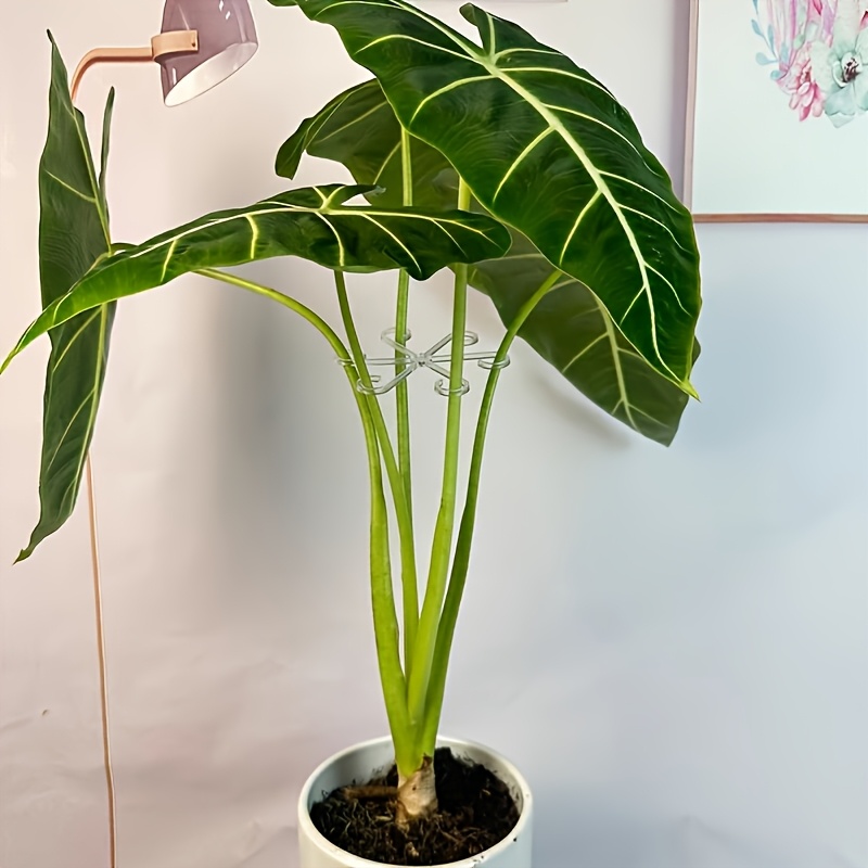 philodendron plant Philodendron Hederaceum | Easy Growing Trailing Houseplant main image 1