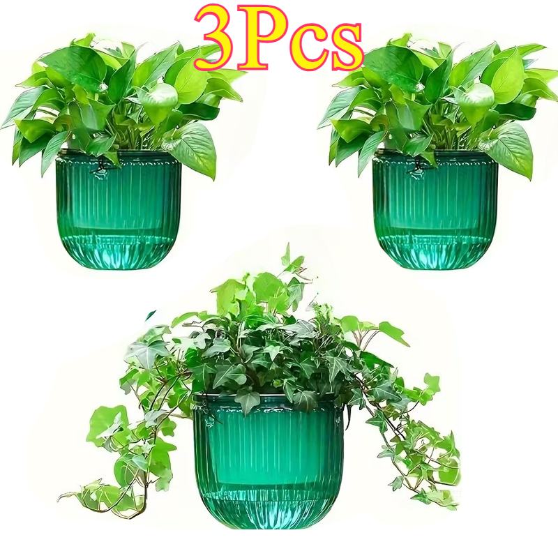 types of bamboo plants indoor 6 Kinds Lucky Bamboo Choose Potted Bonsai  Fairy Plants