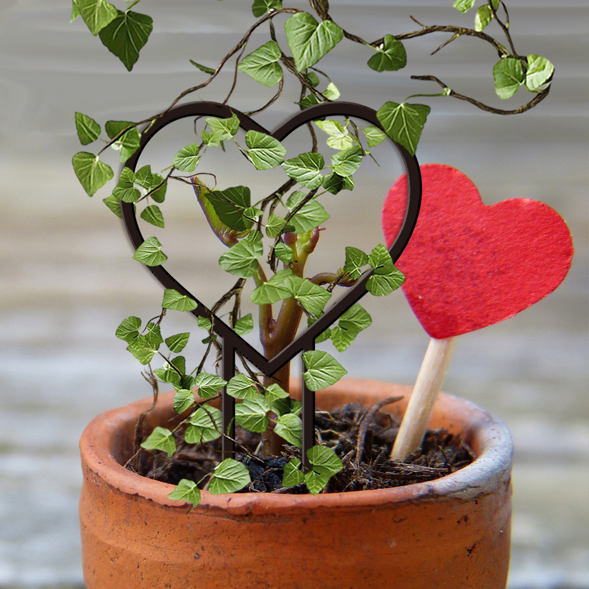 where to buy money tree plant near me Money Tree Plant | Tropical Indoor Plants & Houseplants for Delivery