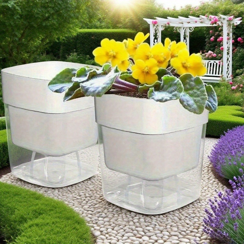 potted amaryllis plant Provence Potted Amaryllis Trio