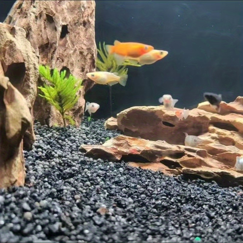 Fancy Goldfish Tank Best Gravel For Goldfish Black Sand Goldfish