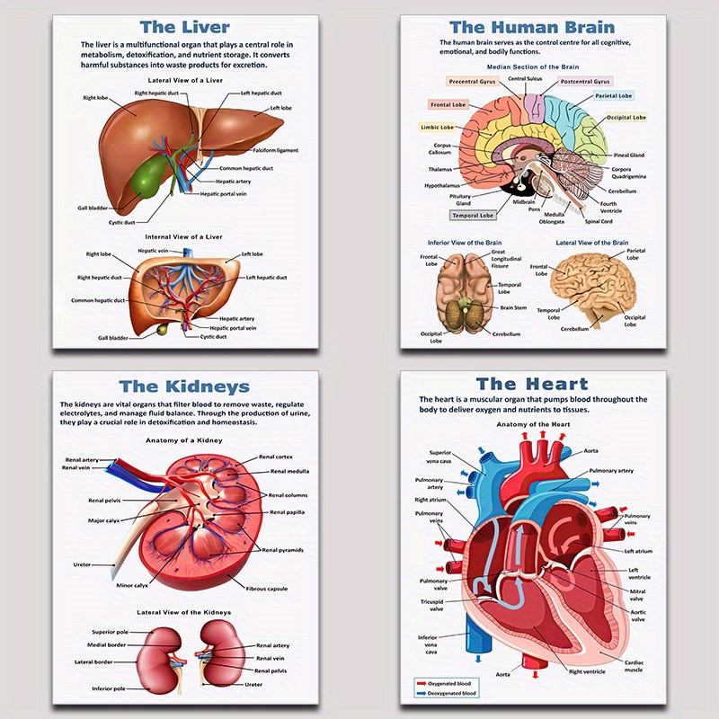 The Heart Anatomy Poster - 12x18 Inch Educational Science Biology Chart, High Quality Paper, Classroom Or Homeschool Decor