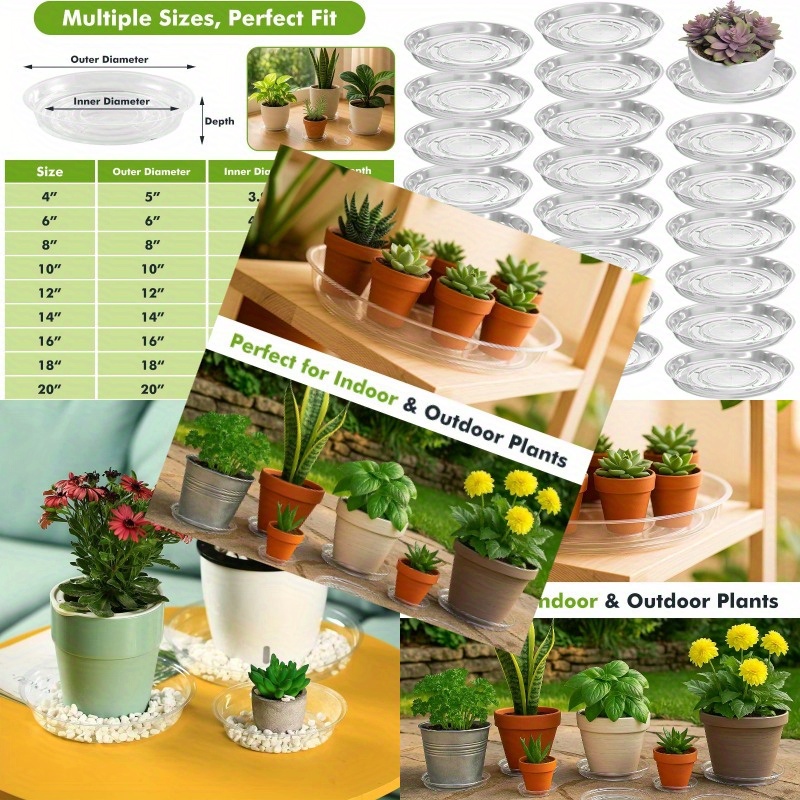 buy philodendron melanochrysum Philodendron Melanochrysum main image 0