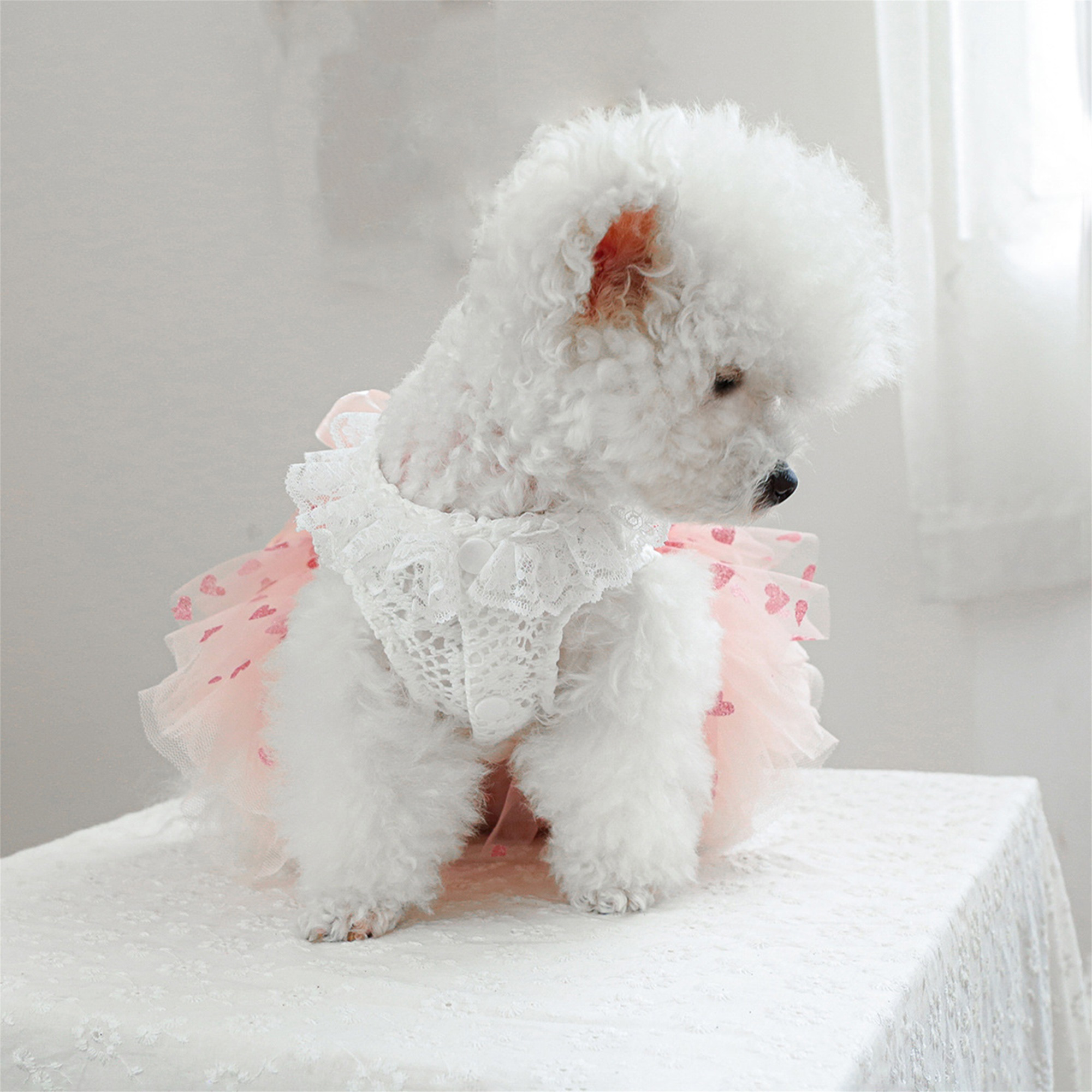 black bodycon maxi dress Madison Dog Dress – TeaCups, Puppies & Boutique main image 0
