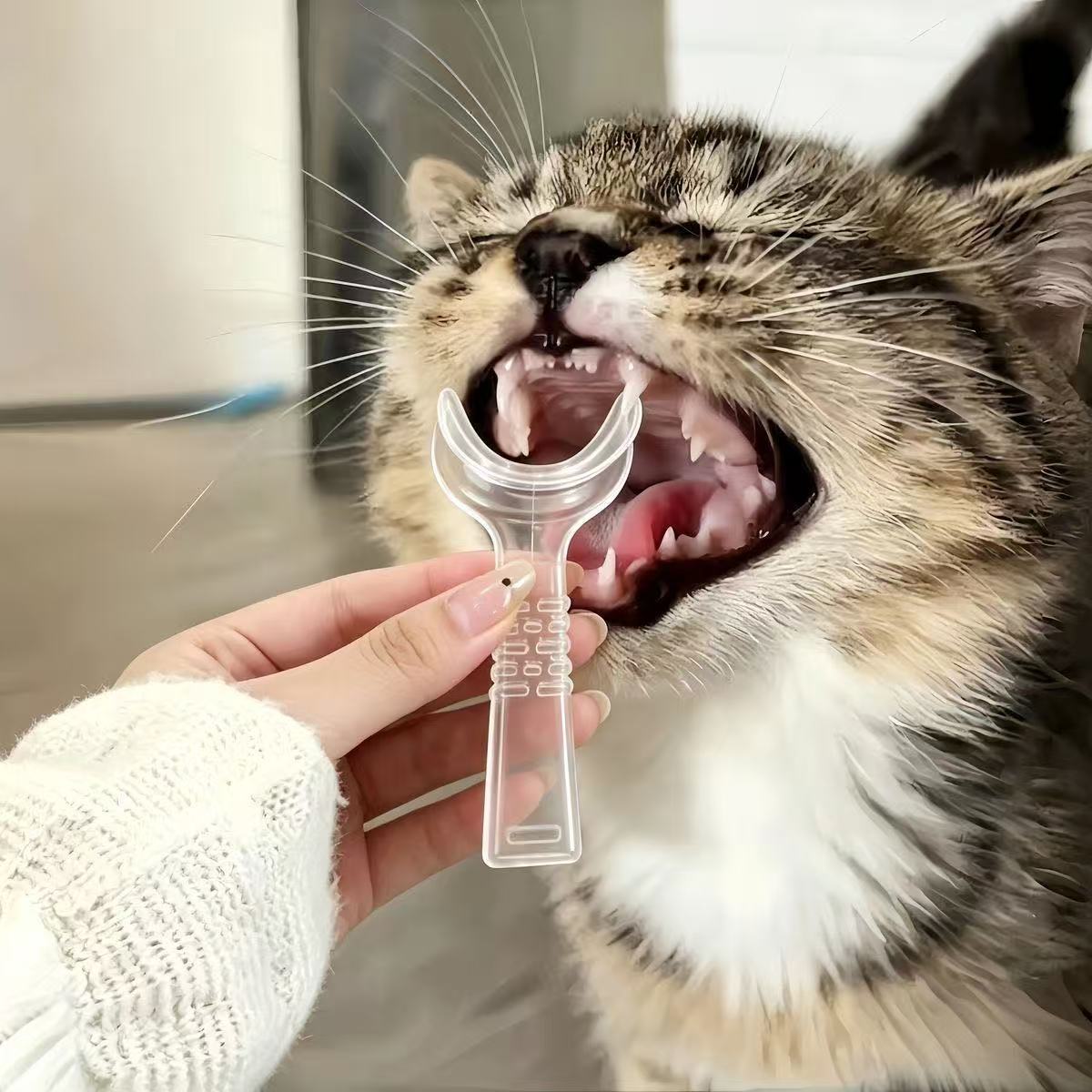 1 set pet oral care kit 1pc handheld pet muzzle 2pcs finger toothbrushes cat and dog   tools pet teeth cleaning and grooming supplies Product details 2