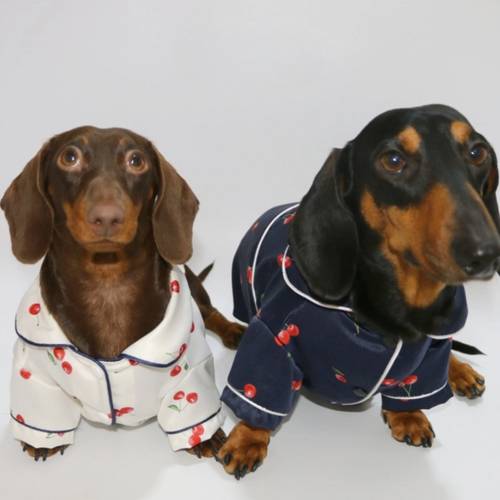 pet clothes cute cherry shirt comfortable dog pajamas apparel for dachshund bichon pomeranian and other small to medium sized dogs and cats