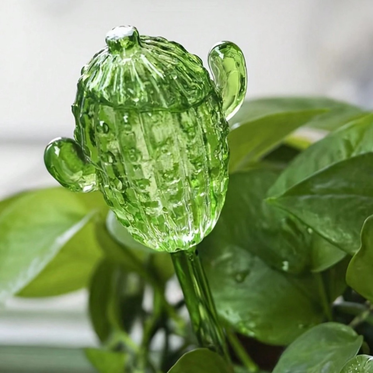 peperomia zimmerpflanze Silber-Peperomie - Peperomia argyreia