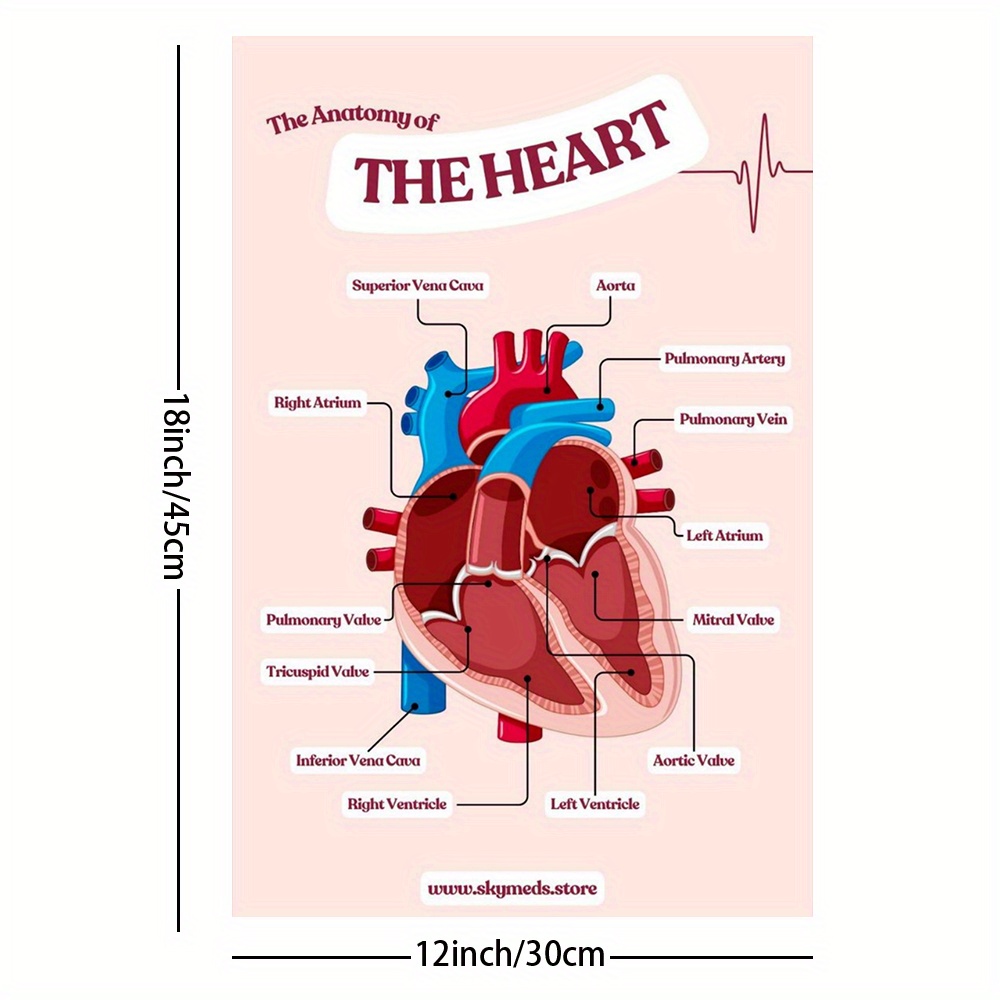 Human Heart Diagram Anatomy Diagram Educational Chart Mural Poster