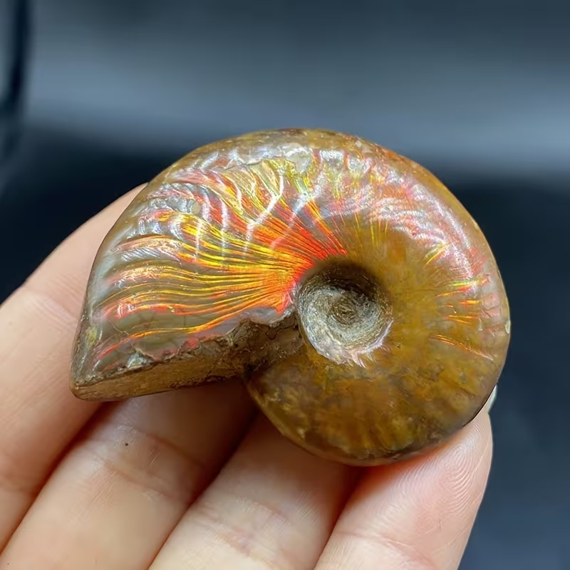 TEMU Madagascar Snail And Conch Fossil Decorative Stone, Suitable For Home And Outdoor Decoration, Collection , Realistic Marine Specimens, Office