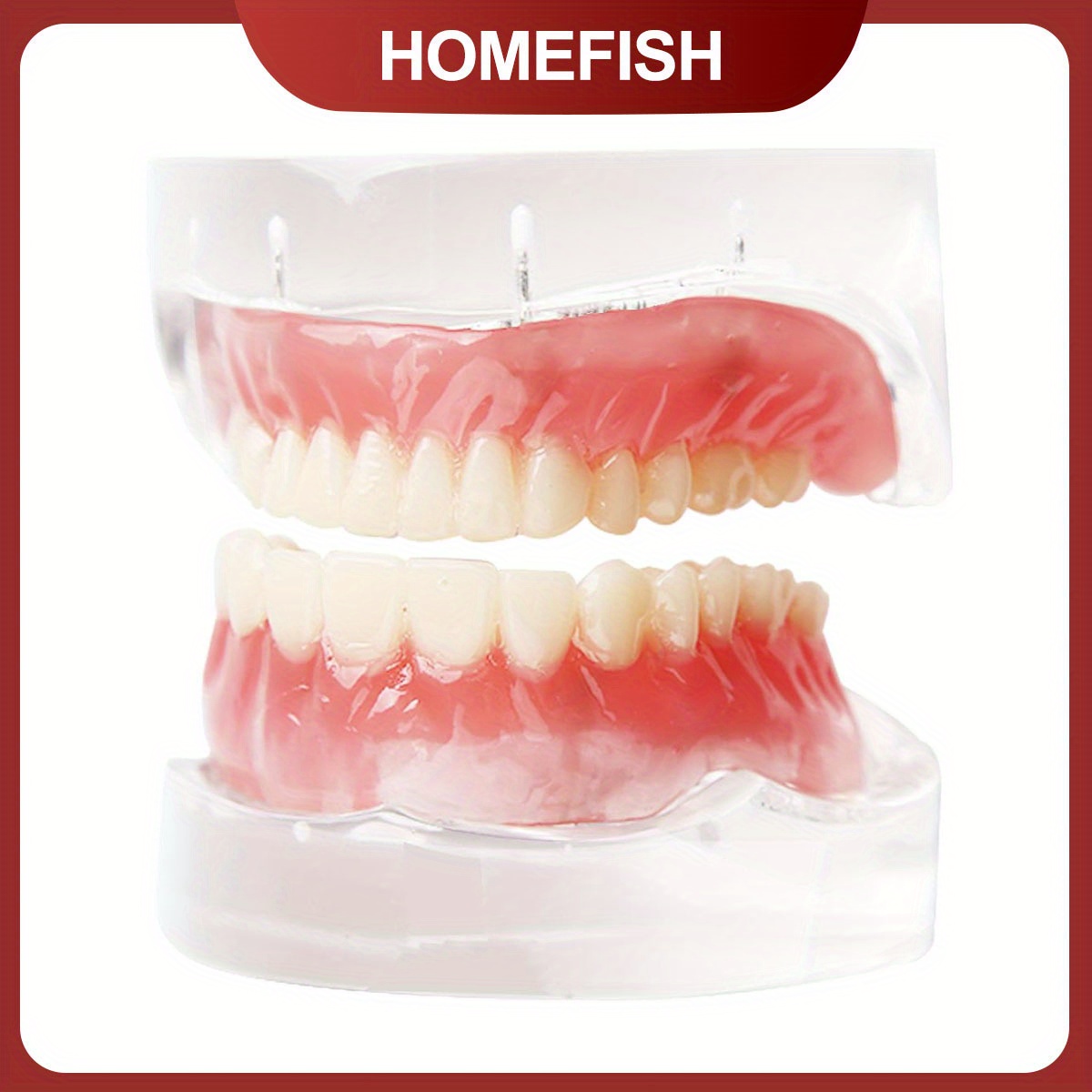 TEMU Dental Oral Teaching, Dental Upper/lower Dentures With 4 Nails, Implant Dental Models, Detachable Doctor-patient Communication Dental Models