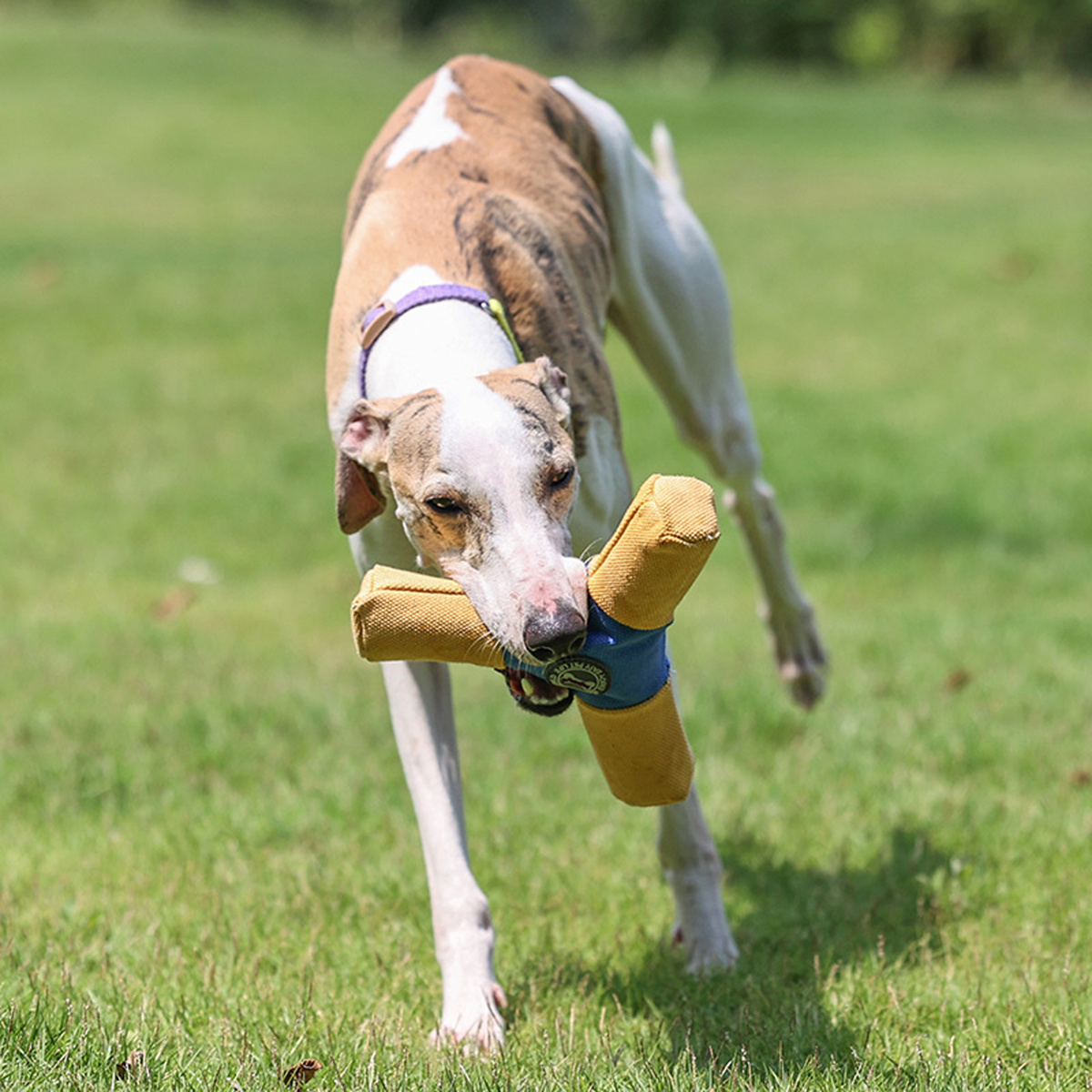 Pet Supplies Interactive Outdoor Dog Toys Large Tumbo Tugger