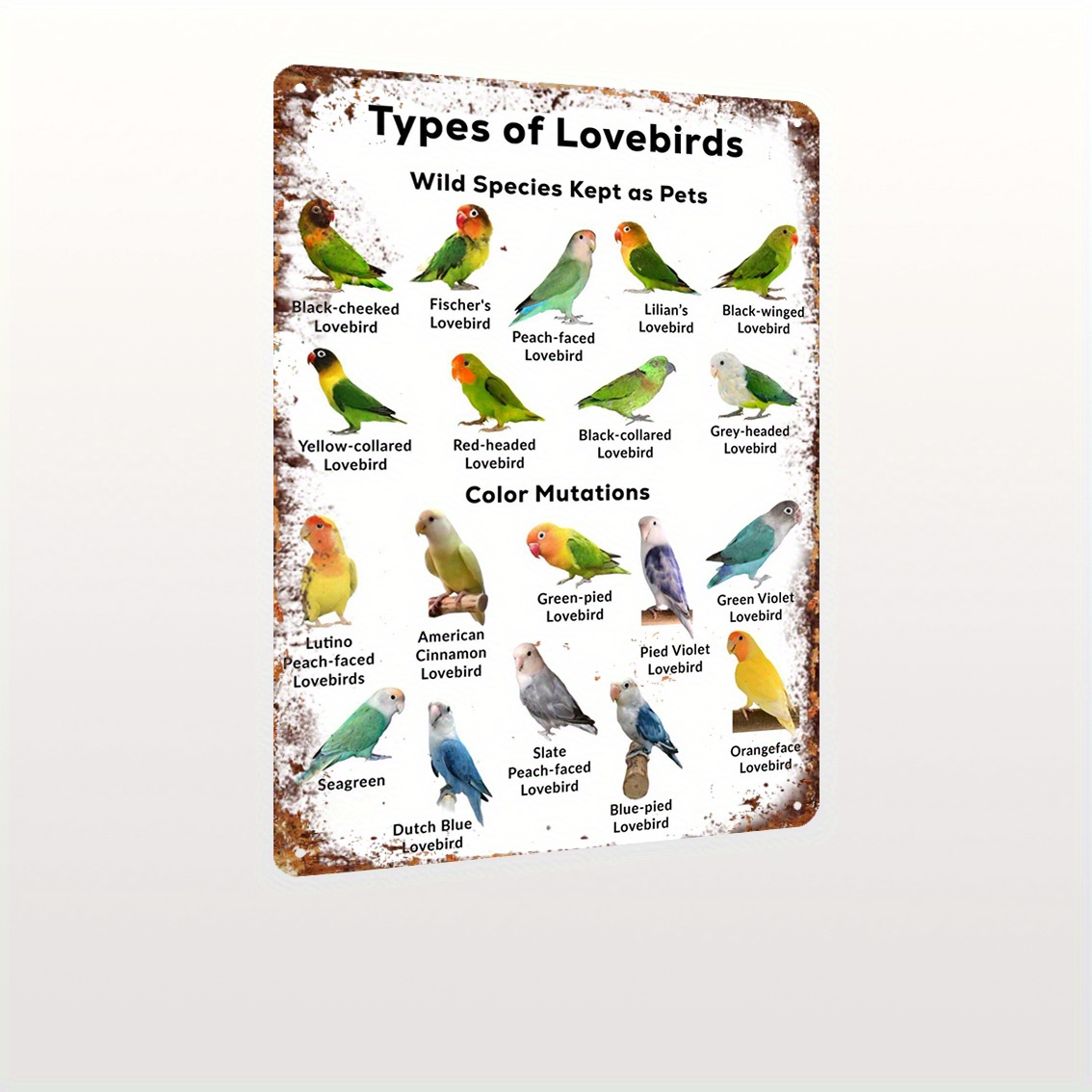 parakeets birds Kuwait