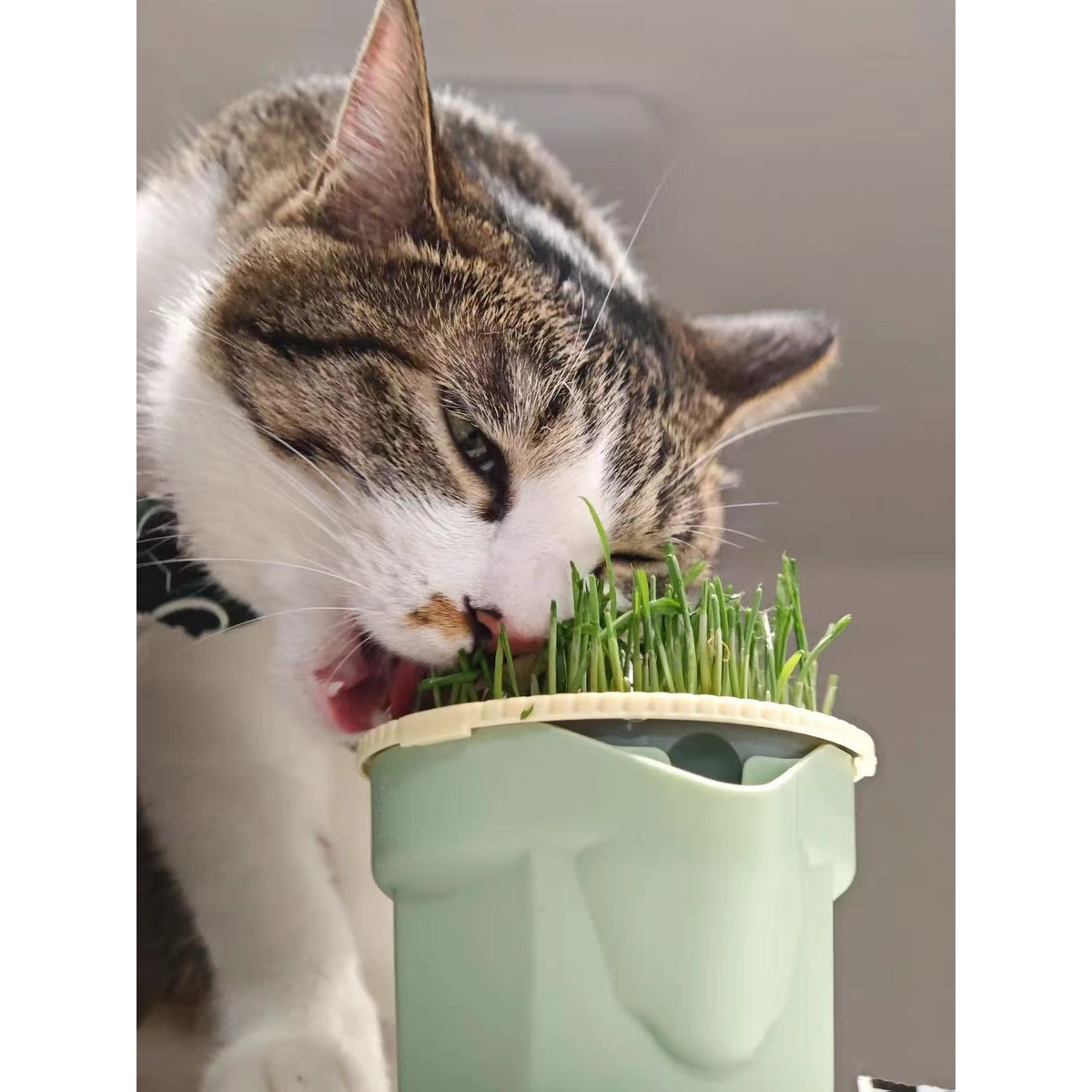 TEMU Lazy Hydroponic Cat Grass Planter, Scientific Soilless, No Cat Grass Seeds Included, 3-layer Isolation Design To Separate Cat Grass From Water Tank, To