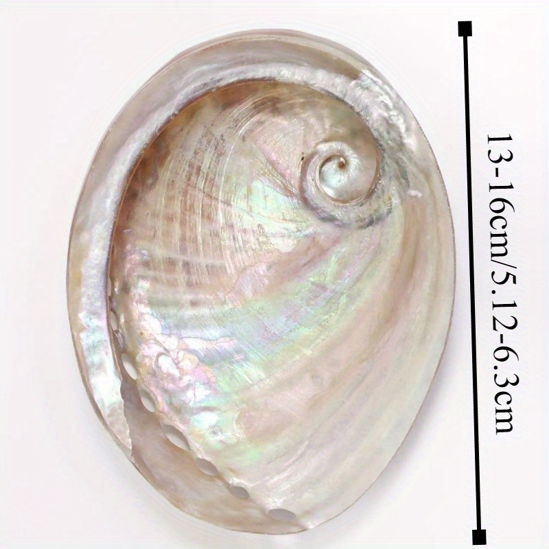 み5　日本海産天然あわび貝殻15枚まとめ売り送料込み Yahoo!オークション -「アワビ貝殻」の落札相場・落札価格