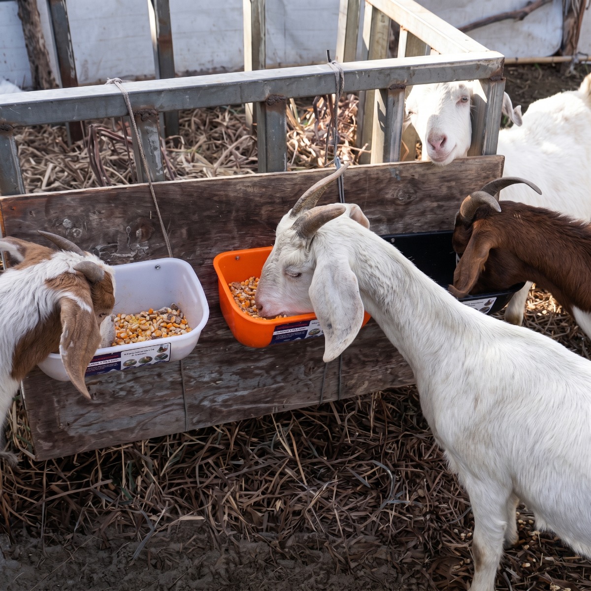 2-Pack Large 10-Quart Hanging Feed Trough – Goat & Livestock Feeder With Clips For Fence Or Ground Use, BPA-Free PP