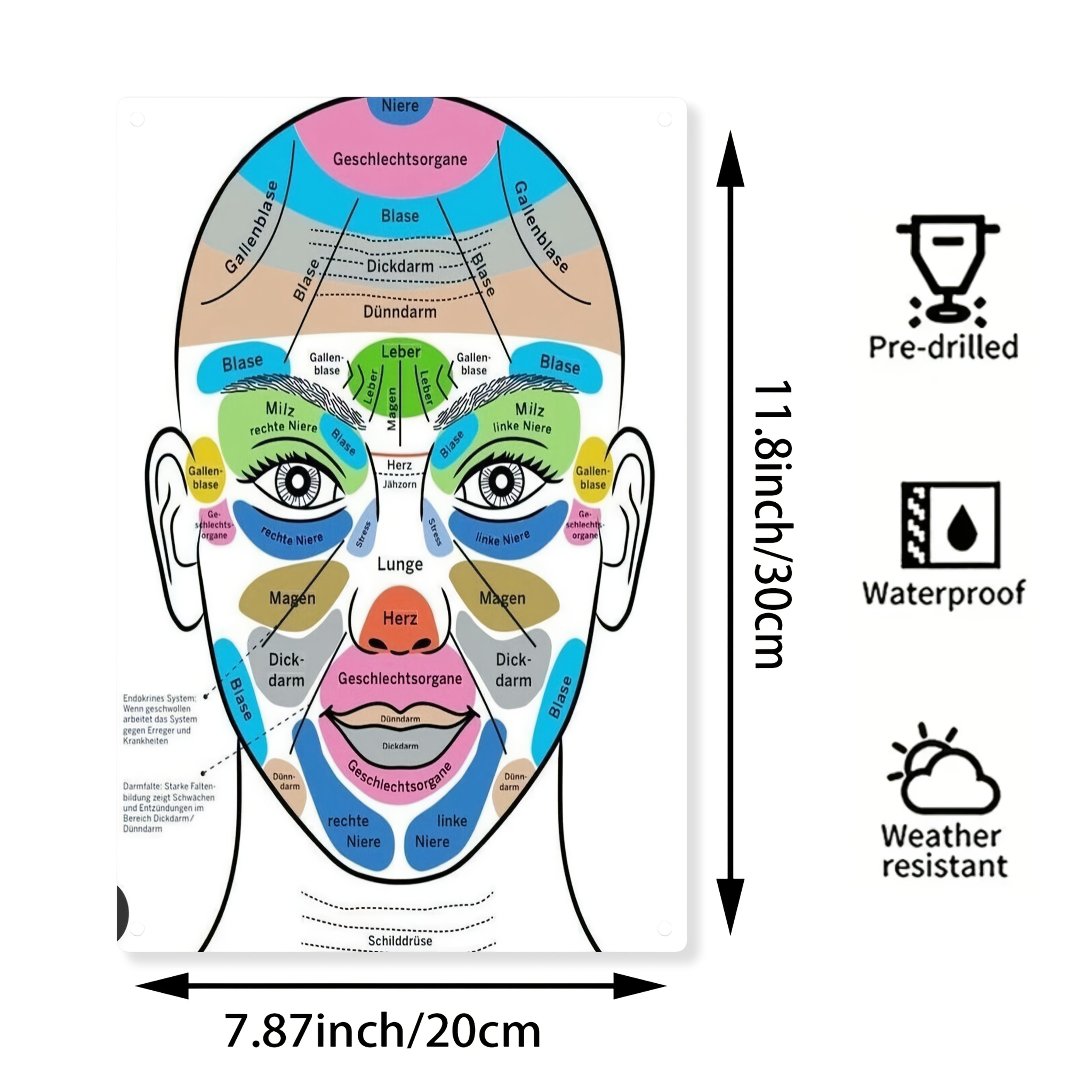 TEMU 2d Flat, 1pc Large 20*30cm/8x12inchfacial Anatomy Chart - Labeled Face With German Terms & English Labels - Medical Student, Dermatologist,