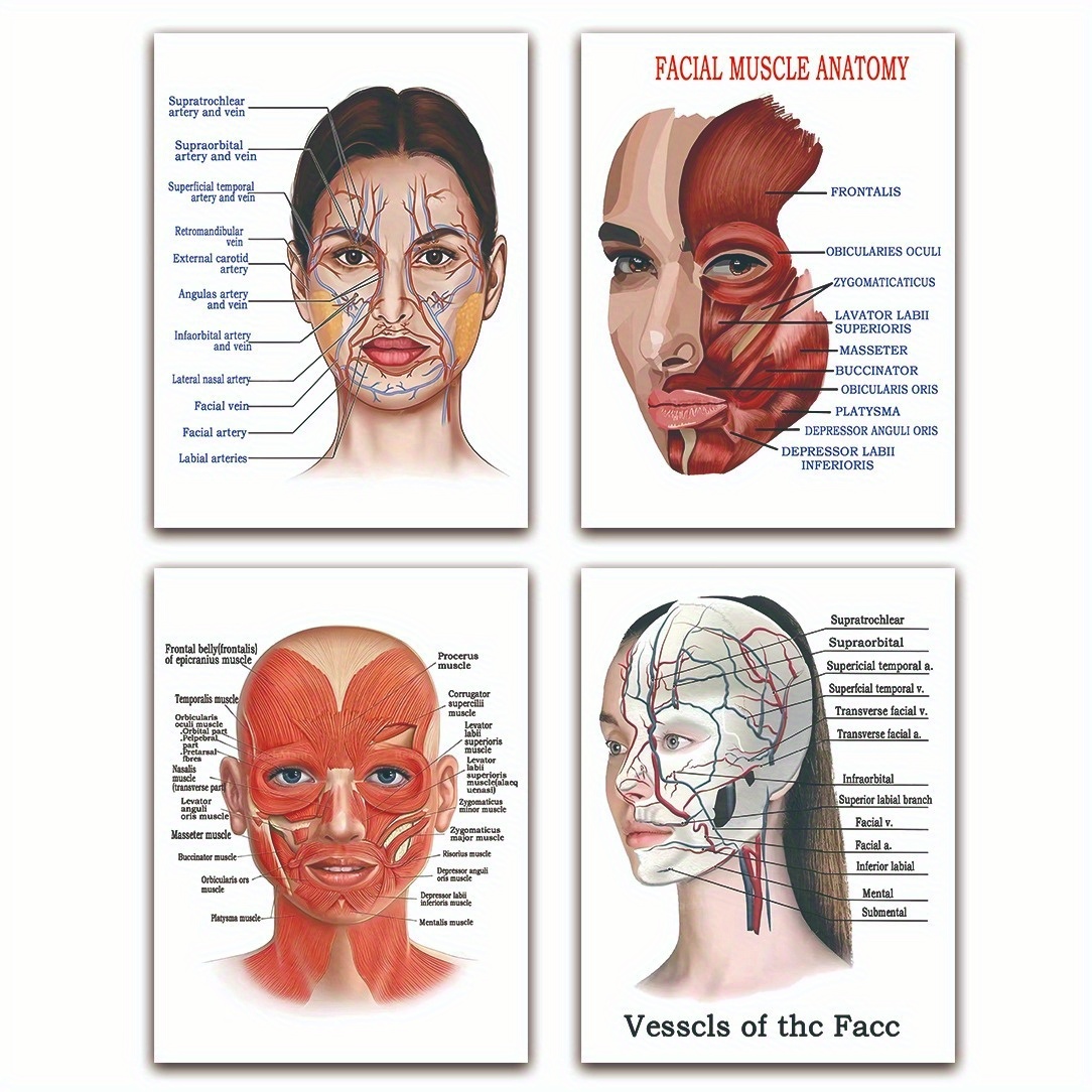 TEMU 4pcs Set Of Frameless 12x16inch Facial Anatomy Charts - Nerve & Blood Vessel Distribution Posters, Muscle Diagrams With Cosmetic Micro Surgery