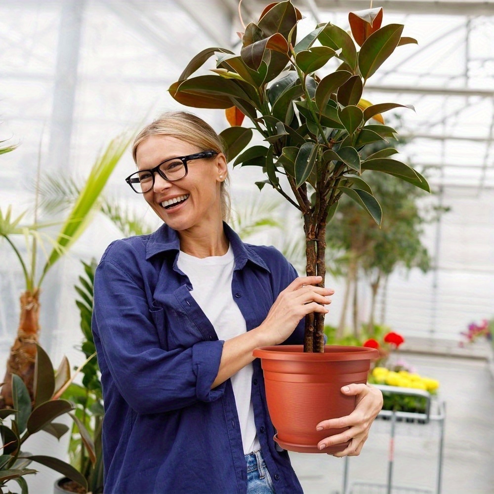lucky bamboo buy Buy Best Lucky Bamboo (Dracaena Sanderiana) Plant main image 0