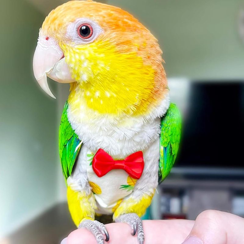 Pieces of Pet Bird Flight Suit Diaper, Bird Diaper, Belt Elastic Bird Diaper, Reusable Elastic Shoulder Strap, Diaper Flight Kit Bird (S)