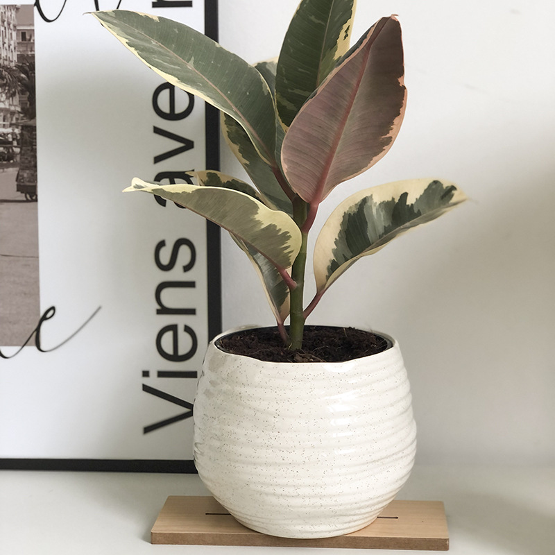 Irregular Pattern Ceramic Flower Pot Ins Style Round Ceramic Pot Green Radish Orchid Flower Indoor Art Decoration Gardening Gift,home Decor